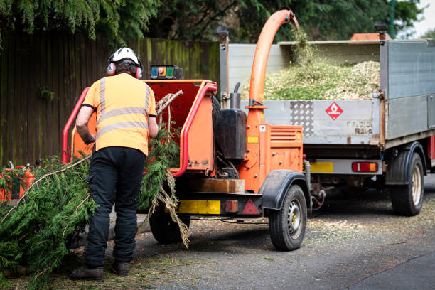 Best Tree Cutting Near Me  in Dulles Town Center, VA